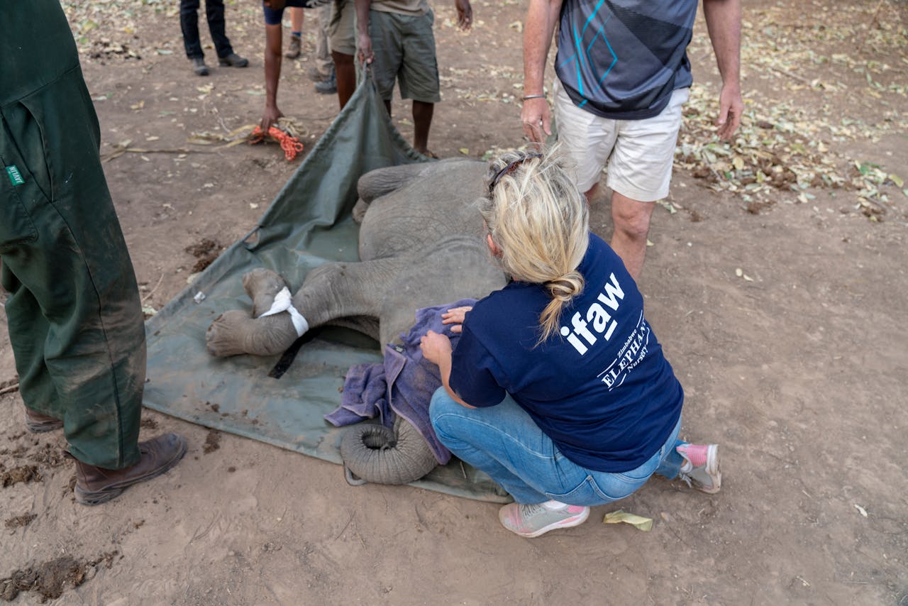 Dedicated team rescuing a baby elephant in Zimbabwe. Compassionate wildlife conservation efforts at work.