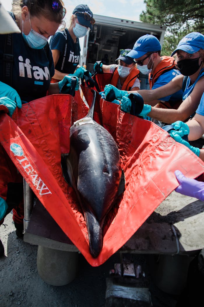 Volunteers aid a stranded dolphin with IFAW team in Cape Cod. Conservation efforts on display.