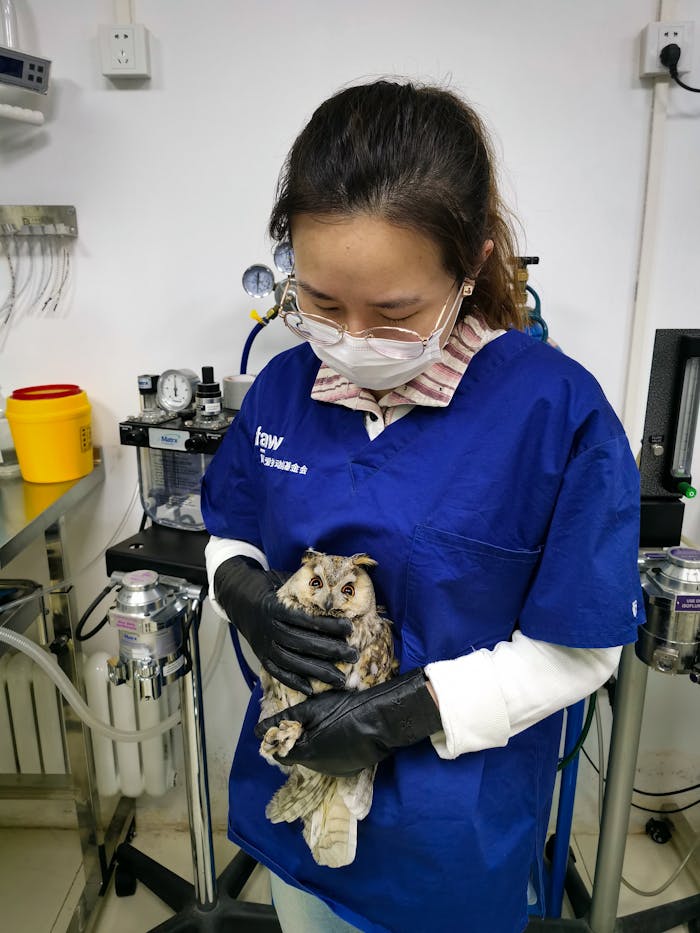 Vet in surgical room holds a long-eared owl for examination, showcasing animal care and rescue.